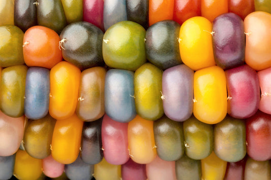 30 GLASS GEM CORN Mixed Colors Ornamental Edible Zea Mays Heirloom Vegetable Seeds