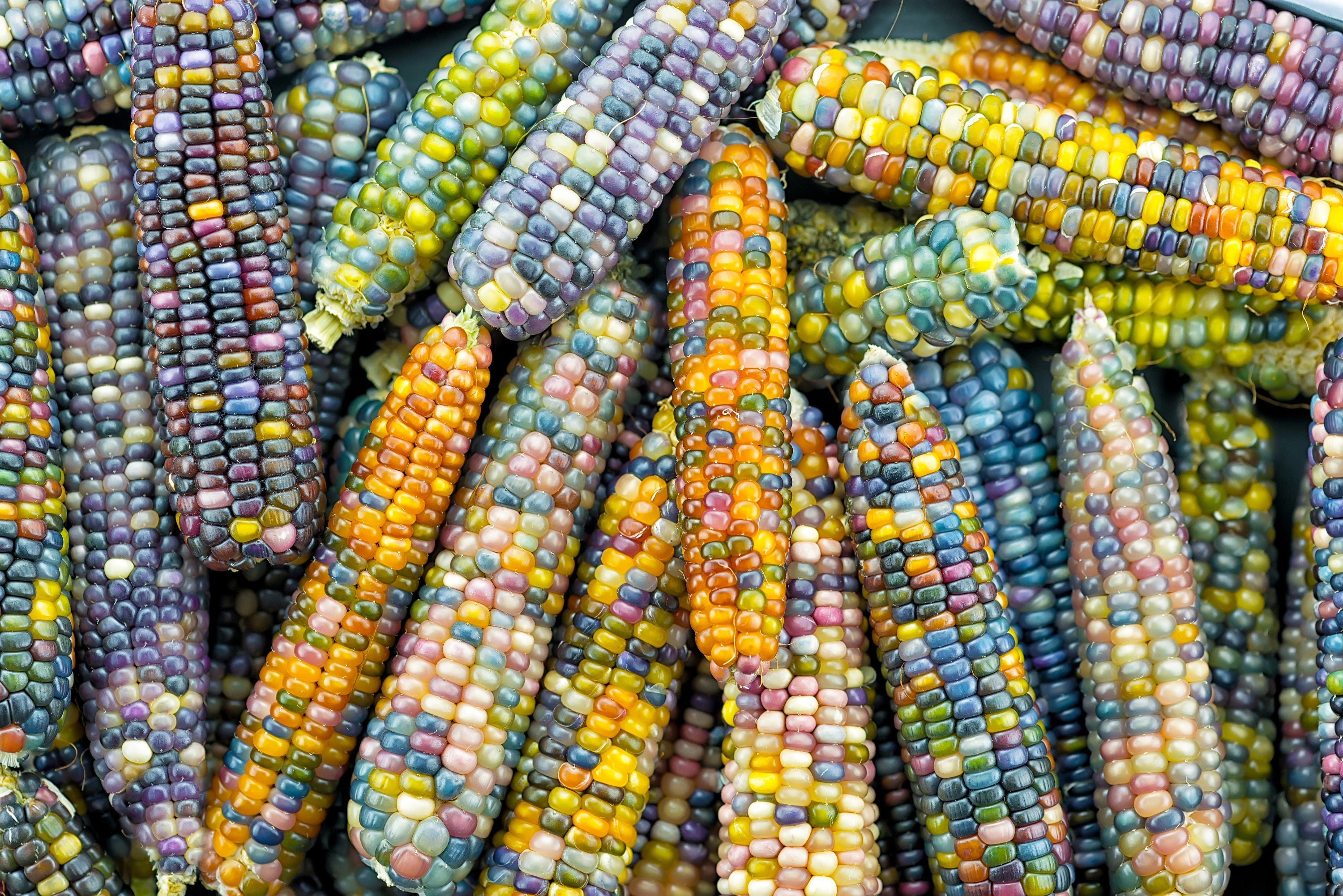 30 GLASS GEM CORN Mixed Colors Ornamental Edible Zea Mays Heirloom