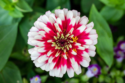 100 ICE QUEEN ZINNIA Elegans Bicolor Double Pink Red White Flower Seeds