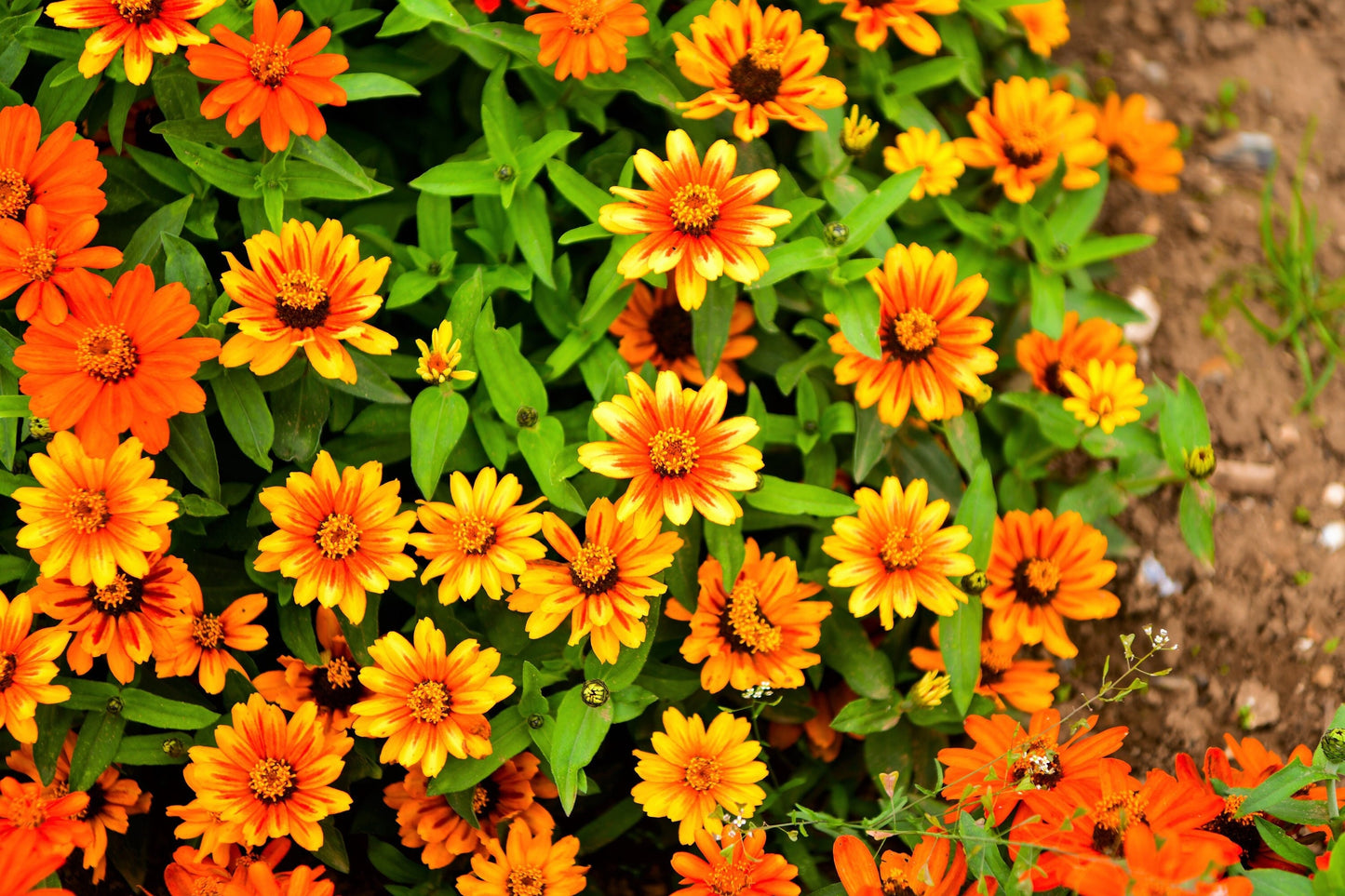 50 SOMBRERO ZINNIA Elegans Mexican Zinnia Haageana Orange Red Yellow Bicolor Flower Seeds