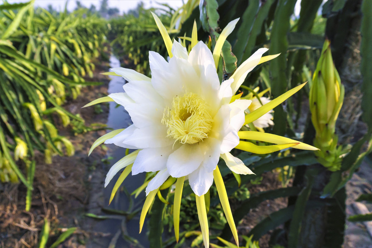 Yellow Dragon Fruit Seeds | 25+ | Sweetest Pitaya Variety | Bowles Acres Yellow Dragon Fruit Seeds | 25+ | Sweetest Pitaya Variety | Bowles Acres