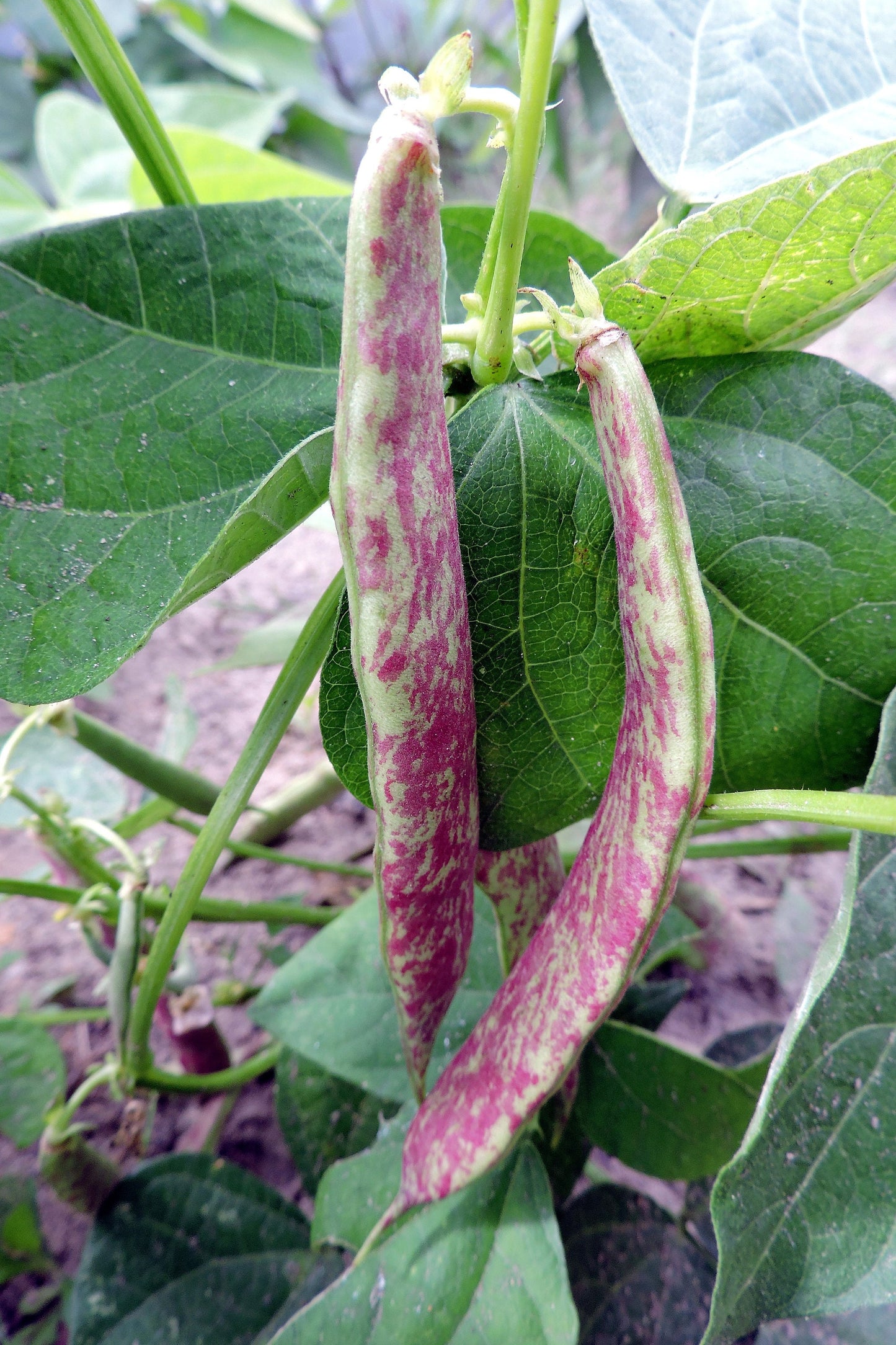 50 DRAGON TONGUE Wax BEAN Yellow & Purple Dragon's Tongue Phaseolus Vulgaris Legume Vegetable Seeds