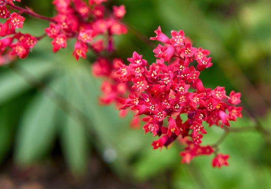 100 Red VIVID CORAL BELLS Heuchera Sanguinea Sanguineum Scarlet Shade Flower Seeds