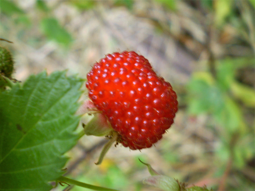 20 AUSTRALIAN RASPBERRY aka Queensland & Atherton Raspberry Rubus Prob ...