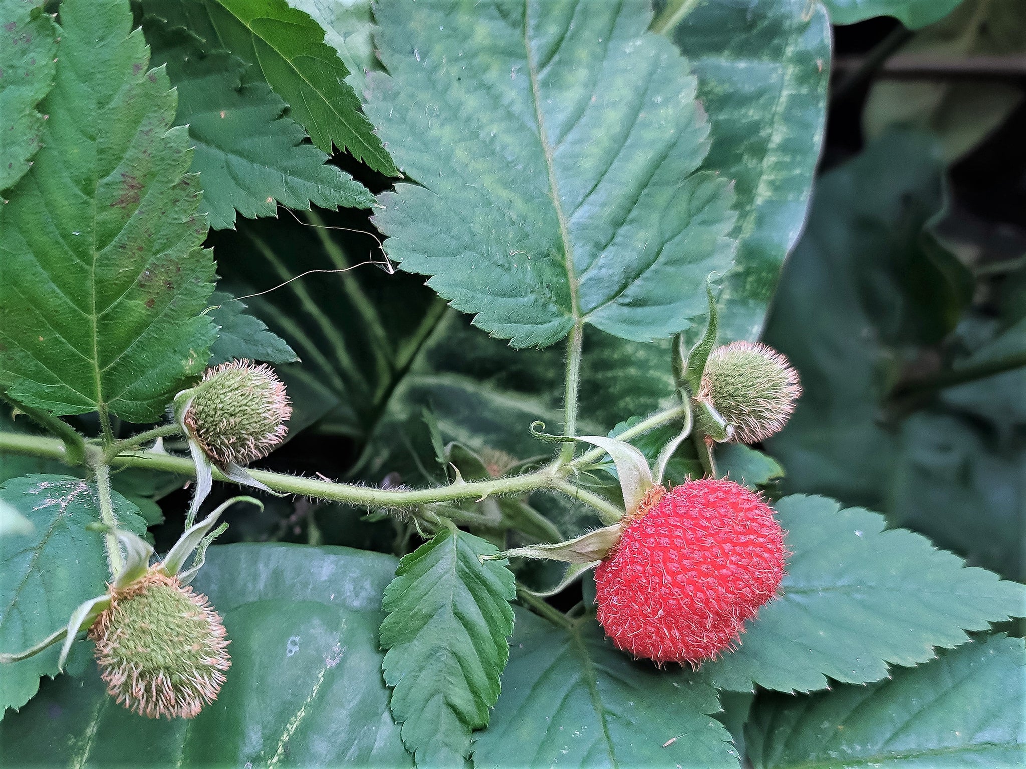 20 AUSTRALIAN RASPBERRY aka Queensland & Atherton Raspberry Rubus Prob ...
