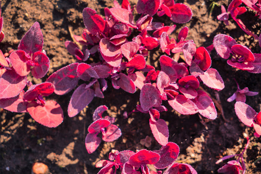 150 MAGENTA MAGIC ORACH Mountain Spinach Atriplex Hortensis Red Leaf Vegetable Greens Seeds