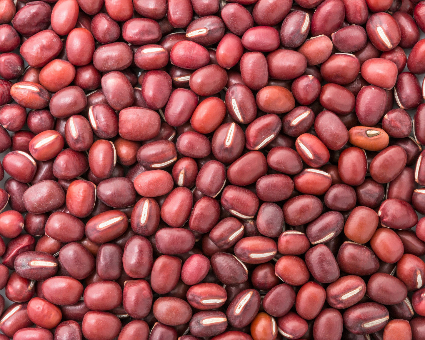 100 RED RIPPER COWPEA Cow Pea Southern Pea Vigna Unguiculata Legume Be ...