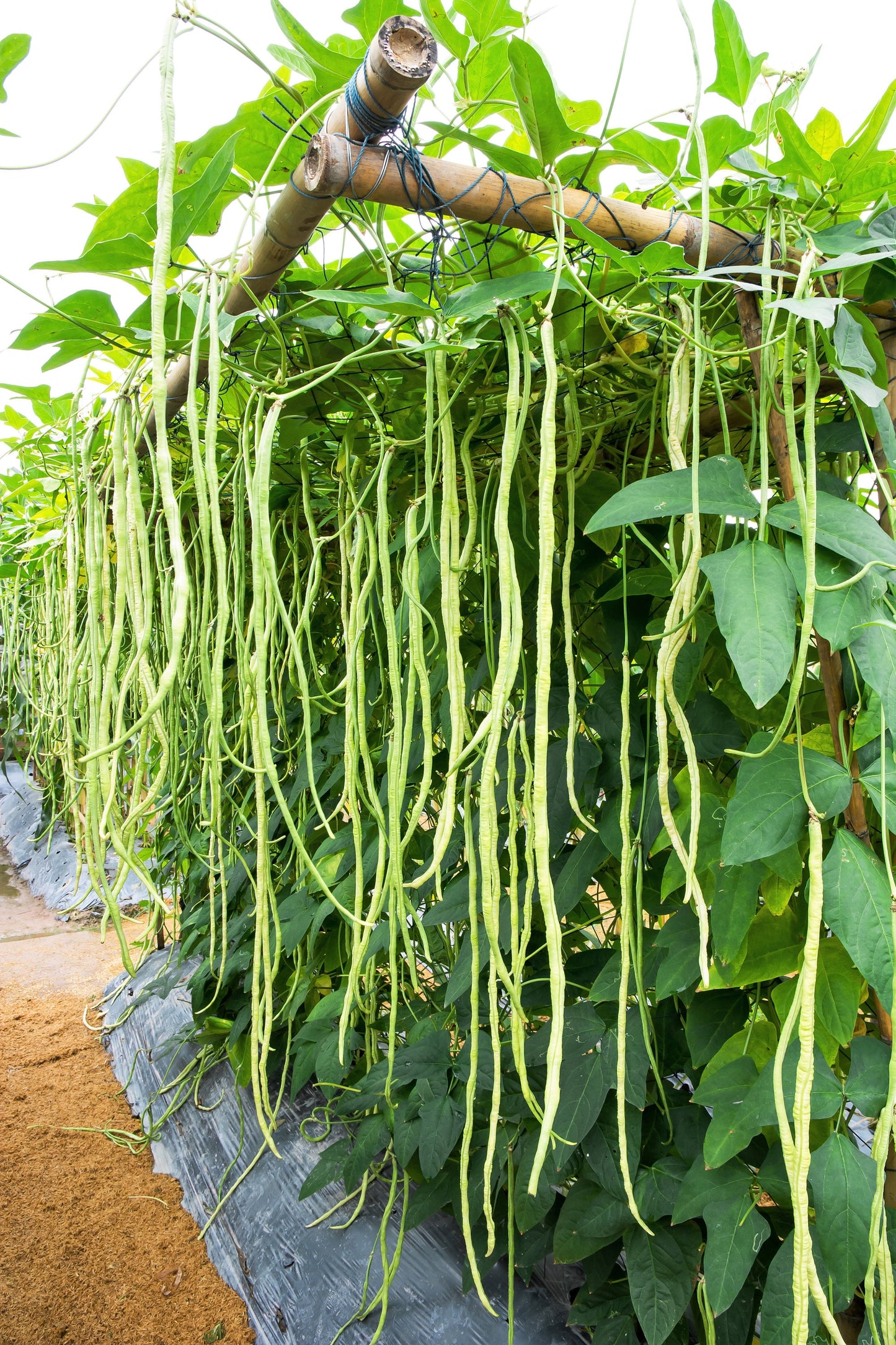 100 LADY COWPEA Cow Pea Southern Pea Vigna Unguiculata Legume White Lady Finger Bean Vegetable Seeds