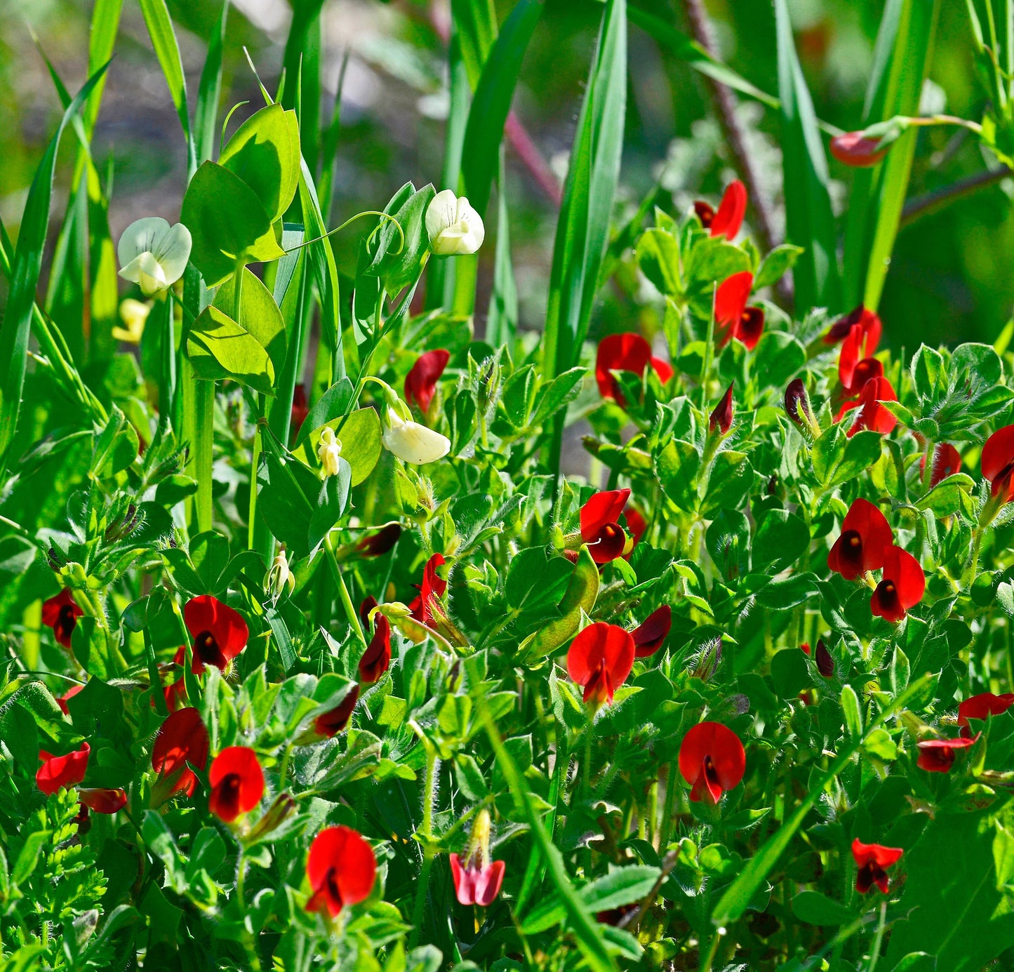 50 ASPARAGUS PEA Winged Pea Lotus Tetragonolobus Red Flower Legume Vegetable Seeds
