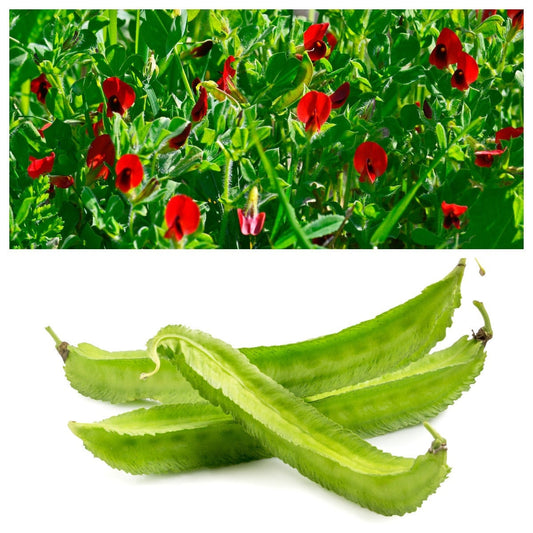 50 ASPARAGUS PEA Winged Pea Lotus Tetragonolobus Red Flower Legume Vegetable Seeds