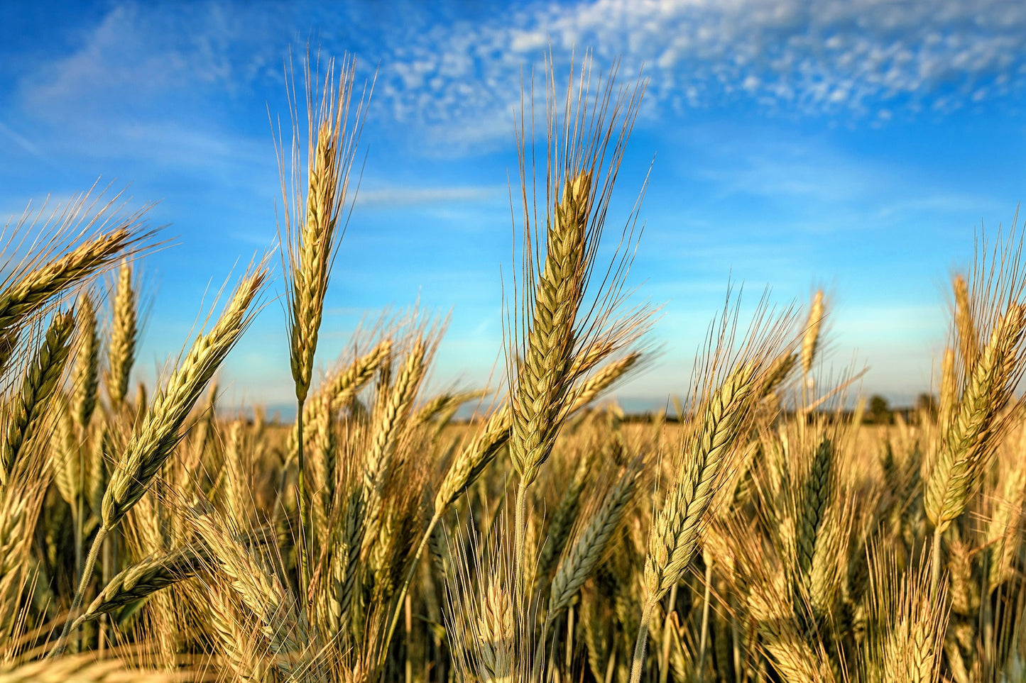 350 AROOSTOOK RYE Secale Cereale Cereal Grain Hardy Winter Cover Crop Seeds