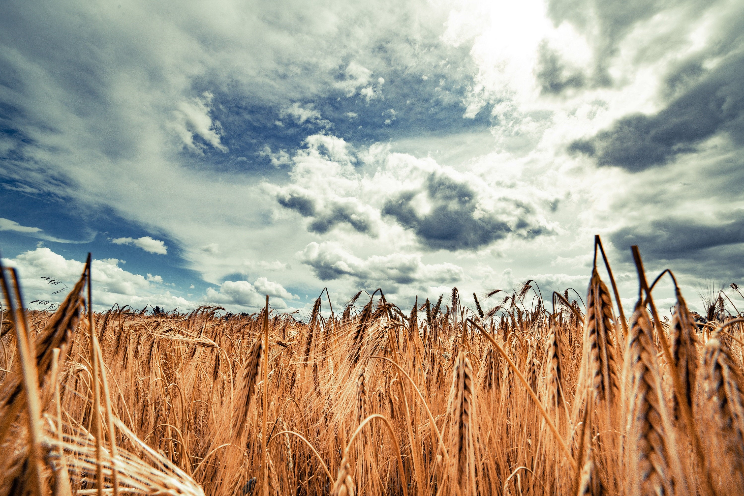 Aroostook Rye 350 AROOSTOOK RYE Secale Cereale Cereal Grain Hardy Winter Cover Crop ...