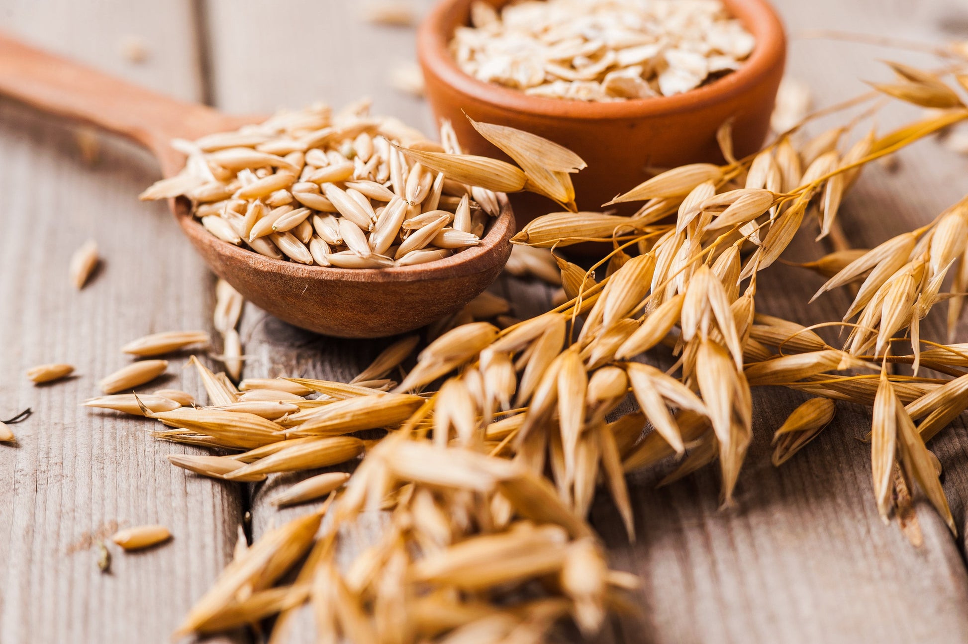 whole oat seeds for planting 250 Certified ARMOR OAT Oats Avena Sativa Cereal Grain Seeds – Seedville USA
