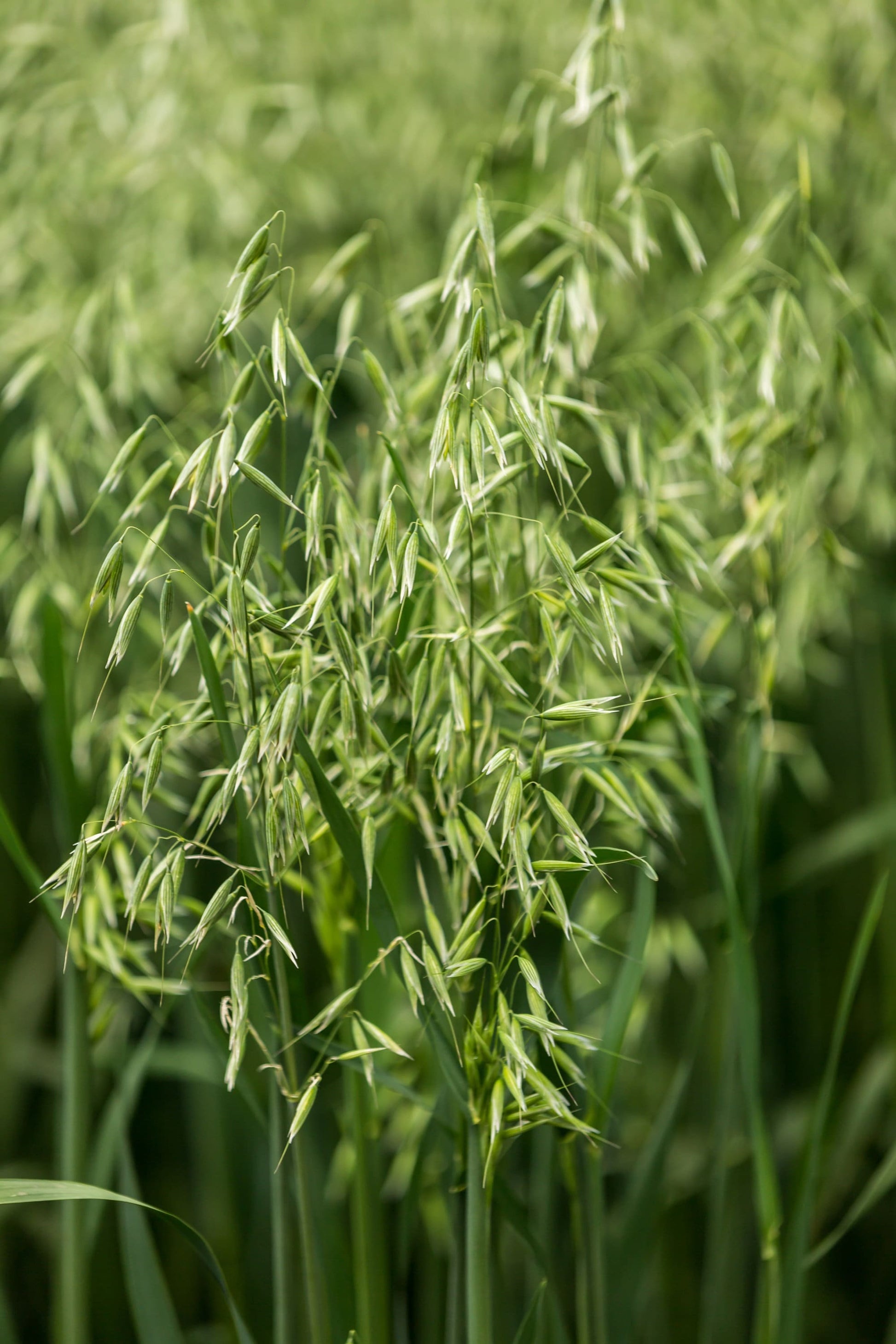 oat seed plant 250 Certified ARMOR OAT Oats Avena Sativa Cereal Grain Seeds – Seedville USA