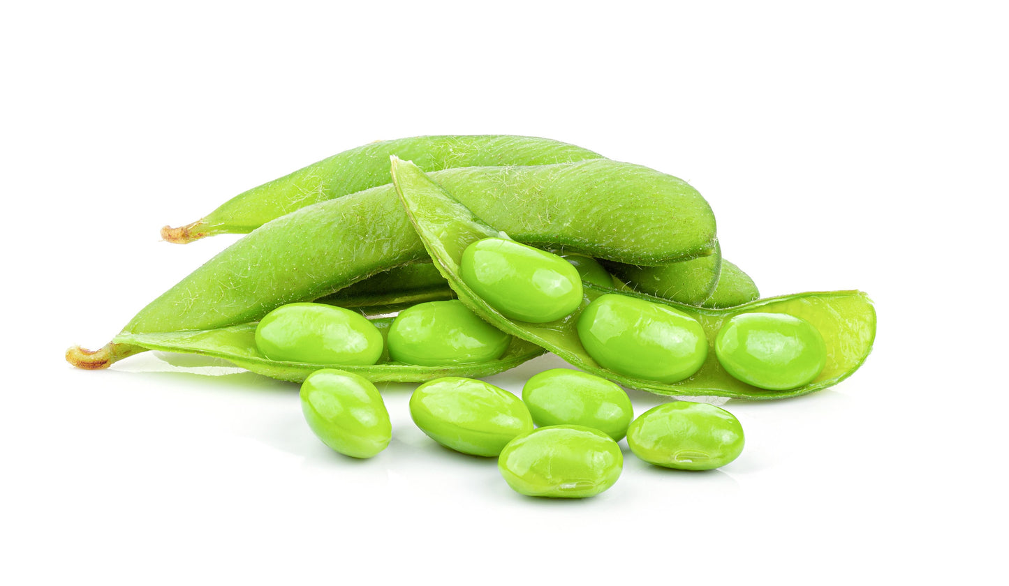 20 Organic MIDORI GIANT SOYBEAN Edamame Glycine Max Green Bean Legume Vegetable Seeds