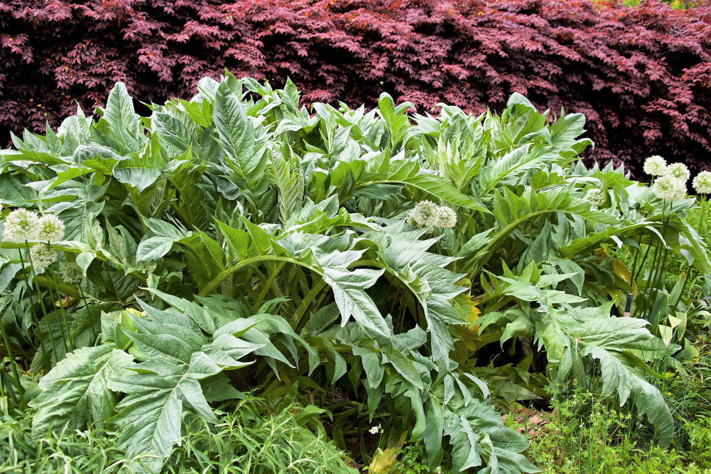 25 CARDOON Cynara Cardunculus aka Artichoke Thistle Perennial Edible Vegetable Seeds