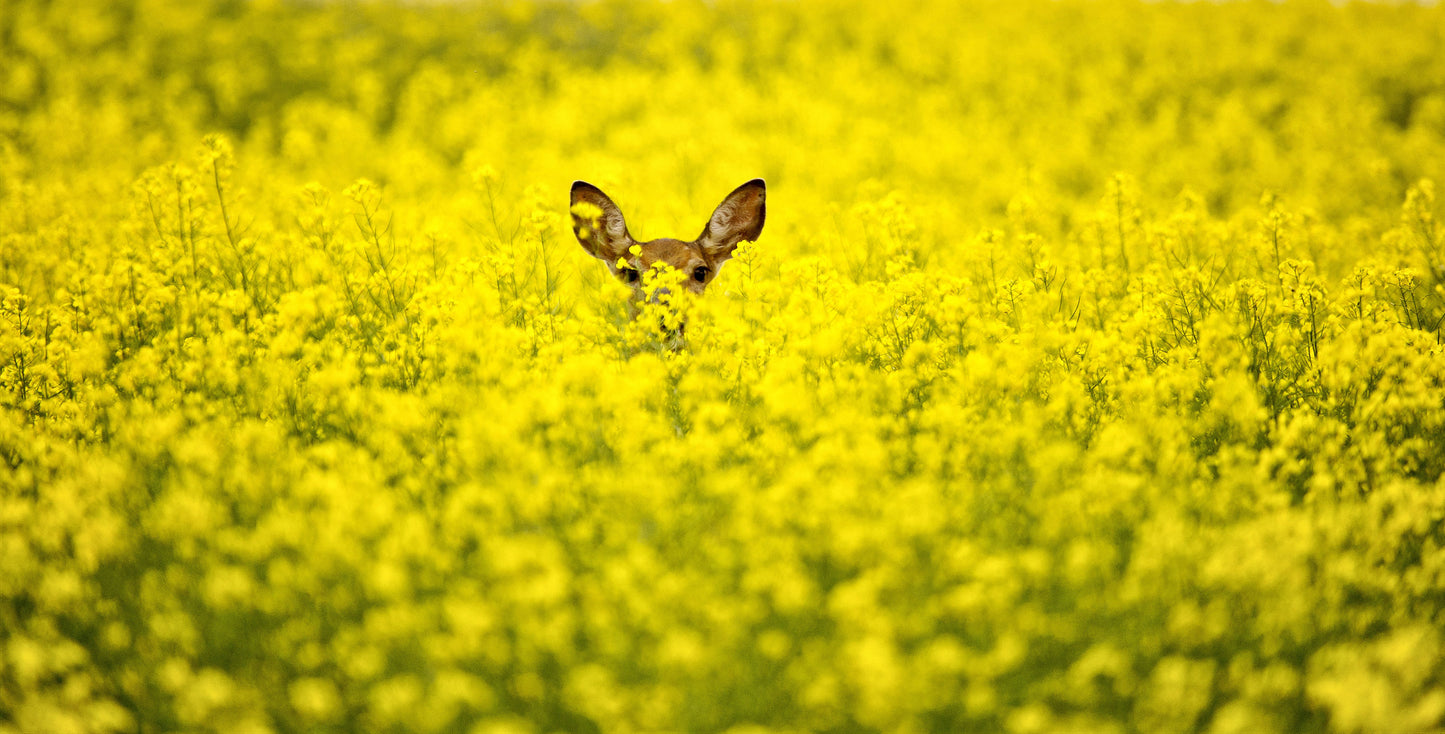 1000 ' WICHITA ' Winter CANOLA Brassica Napus Rape Oilseed Cover Crop Seeds