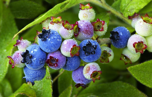 50 LOWBUSH BLUEBERRY Vaccinium Angustifolium Blue Berry Fruit Dwarf Shrub Seeds