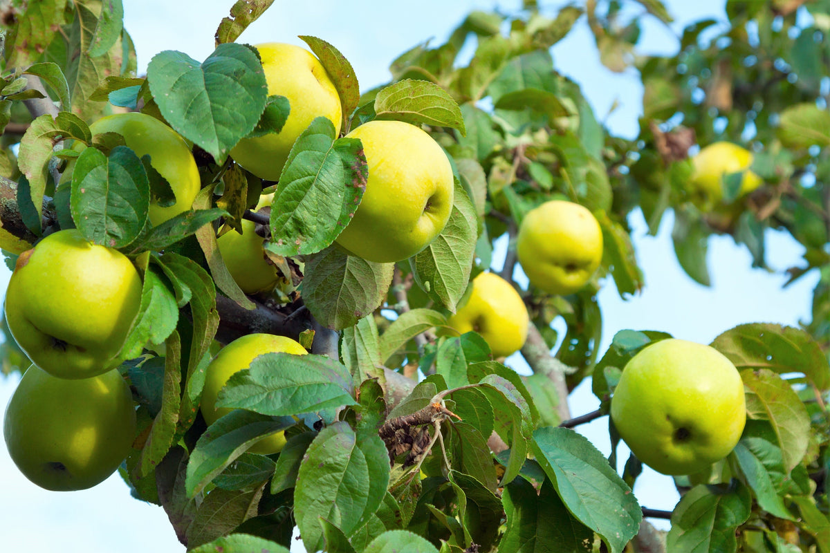 25 ANTONOVKA APPLE TREE Malus Pumila var. Antonovka Yellow Green Fruit ...