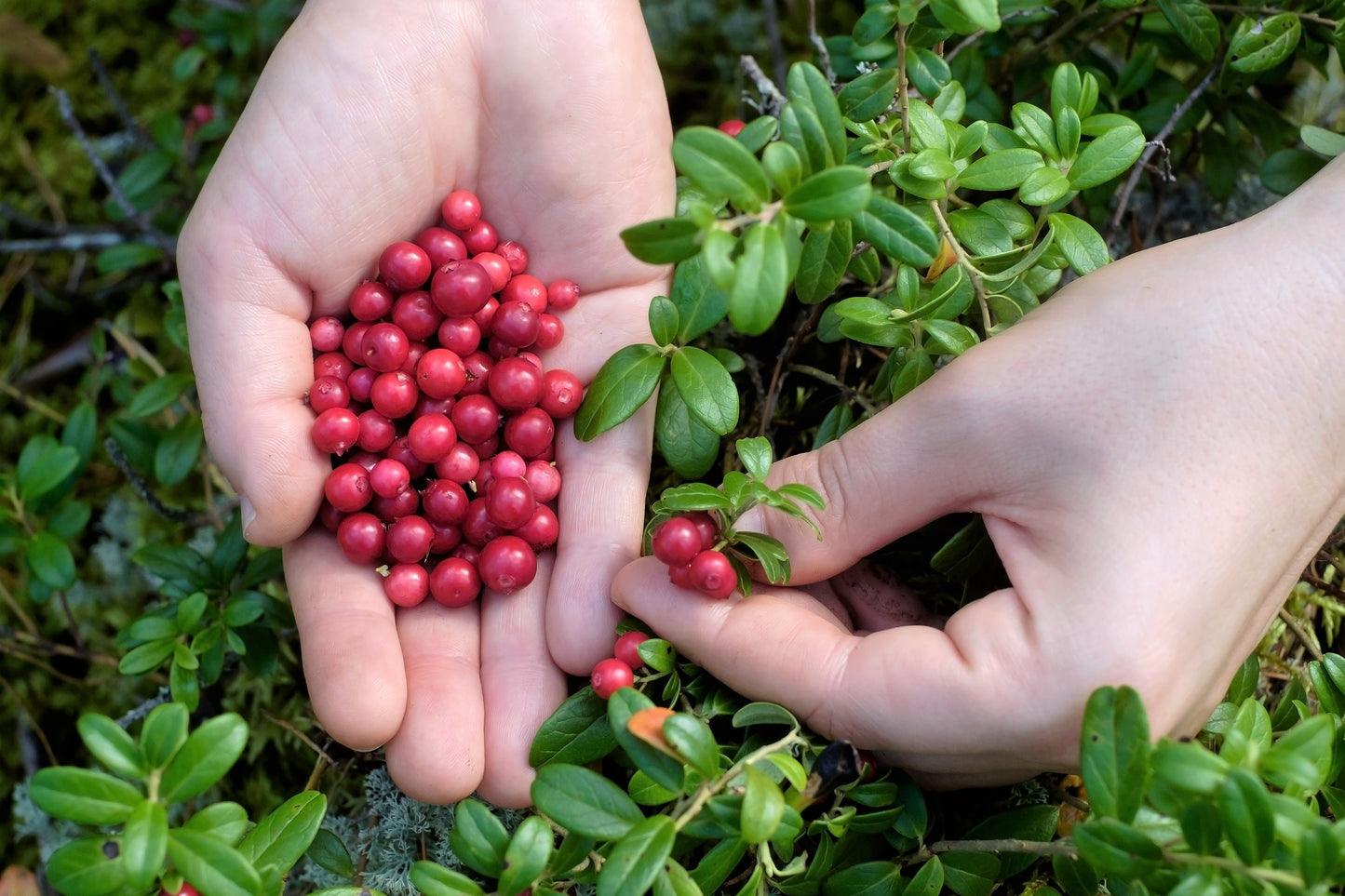 50 LINGONBERRY Mountain Cranberry Vaccinium Vitis-Idea Red Berry Edible Fruit Dwarf Evergreen Shrub Seeds