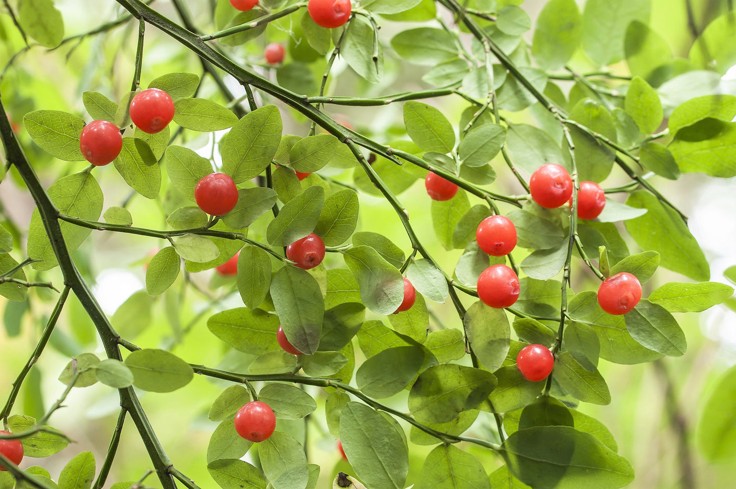 planting huckleberry seeds 30 RED HUCKLEBERRY Vaccinium Parvifolium aka Red Blueberry & Red Bilbe – Seedville USA