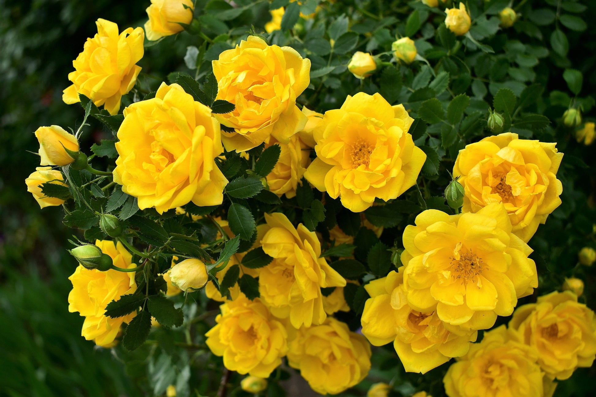 yellow rose bush seeds 5 YELLOW CLIMBING ROSE Rosa Bush Vine Climber Fragrant Butterfly Flower Seeds