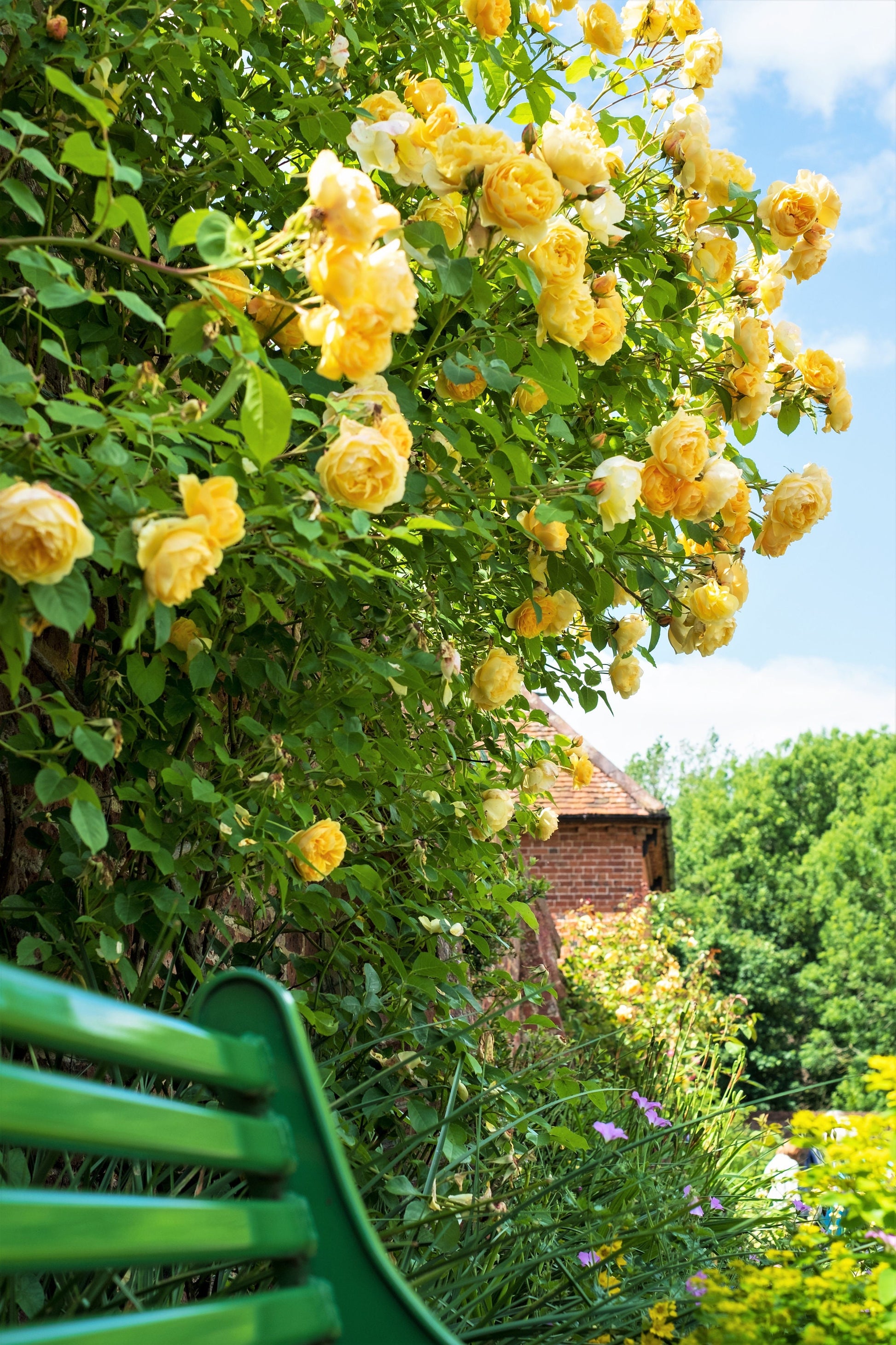 yellow rose bush seeds 5 YELLOW CLIMBING ROSE Rosa Bush Vine Climber Fragrant Butterfly Flower Seeds
