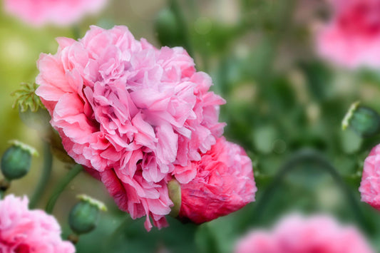 300 Organic ROSE PEONY POPPY Pink Papaver Peoniflorum Flower Seeds