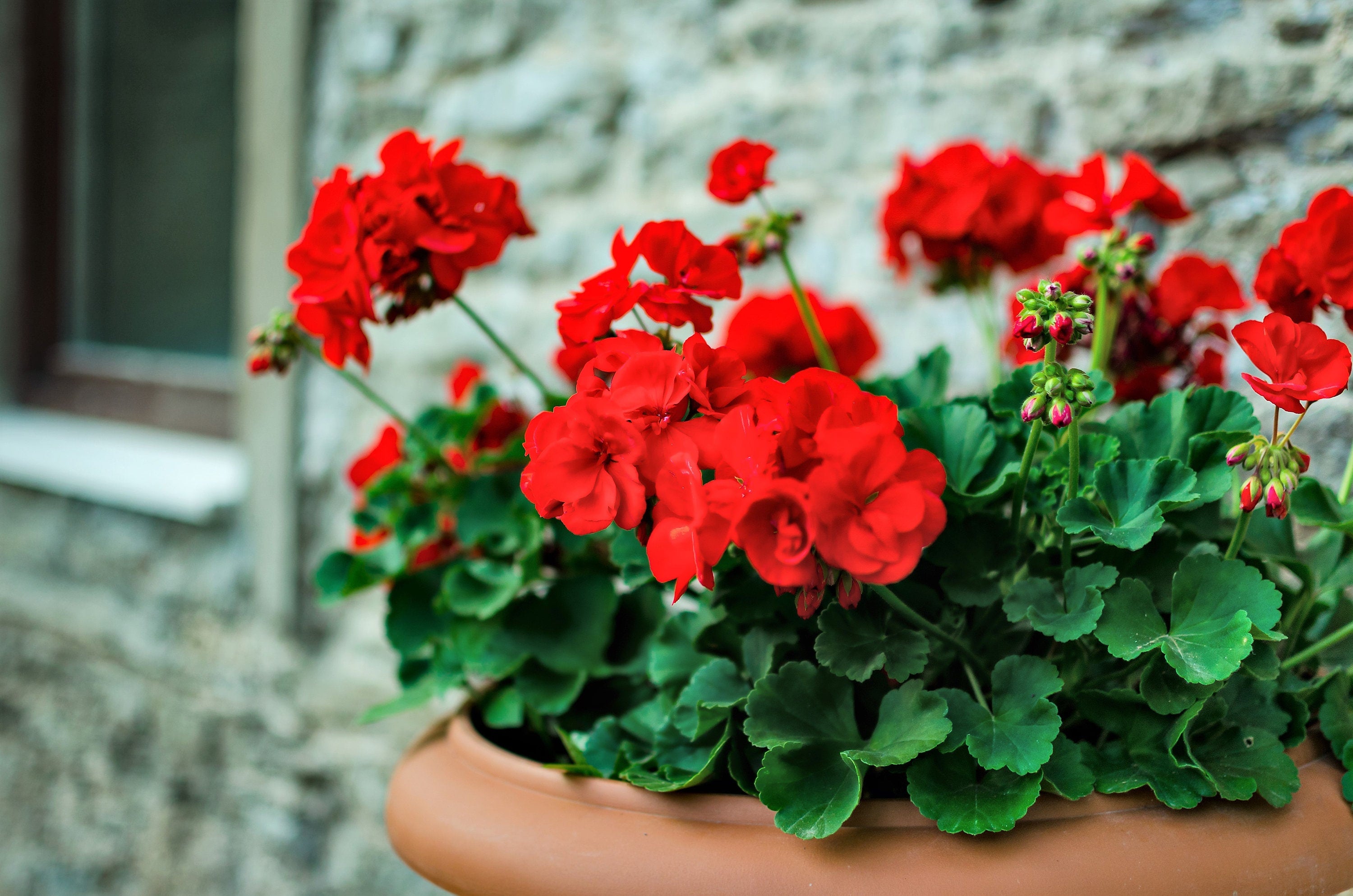 Red geraniums store