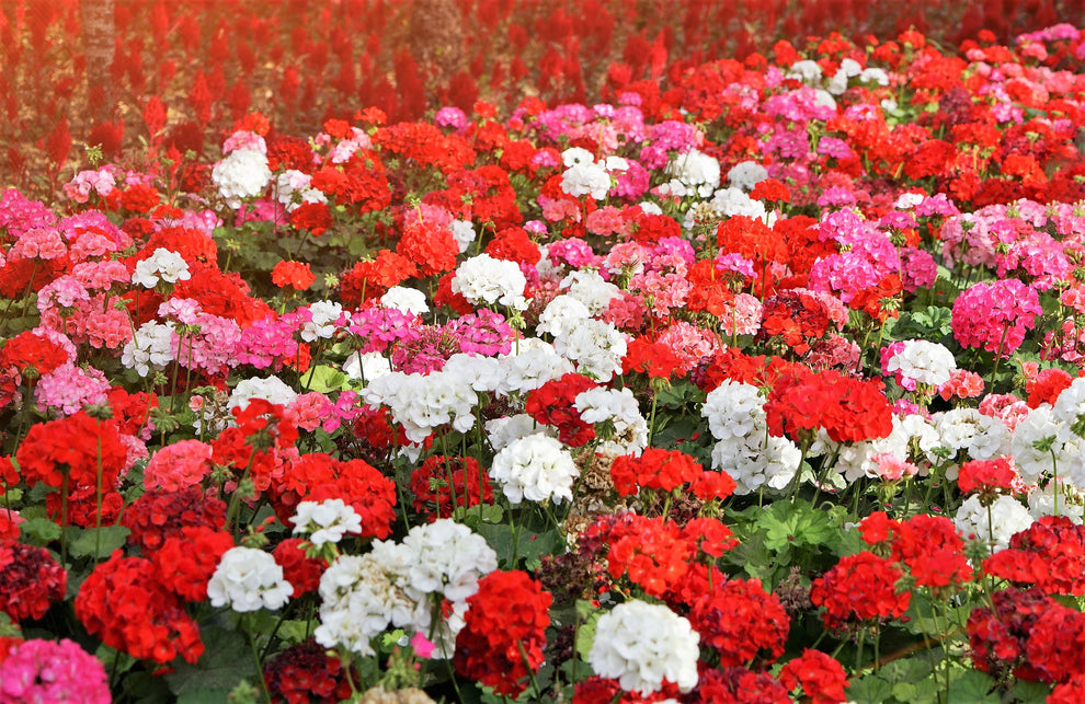 Color Mix Geranium Roots 10 MIXED COLORS GERANIUM Pelargonium Zonale Pink, Purple, White, Red ...