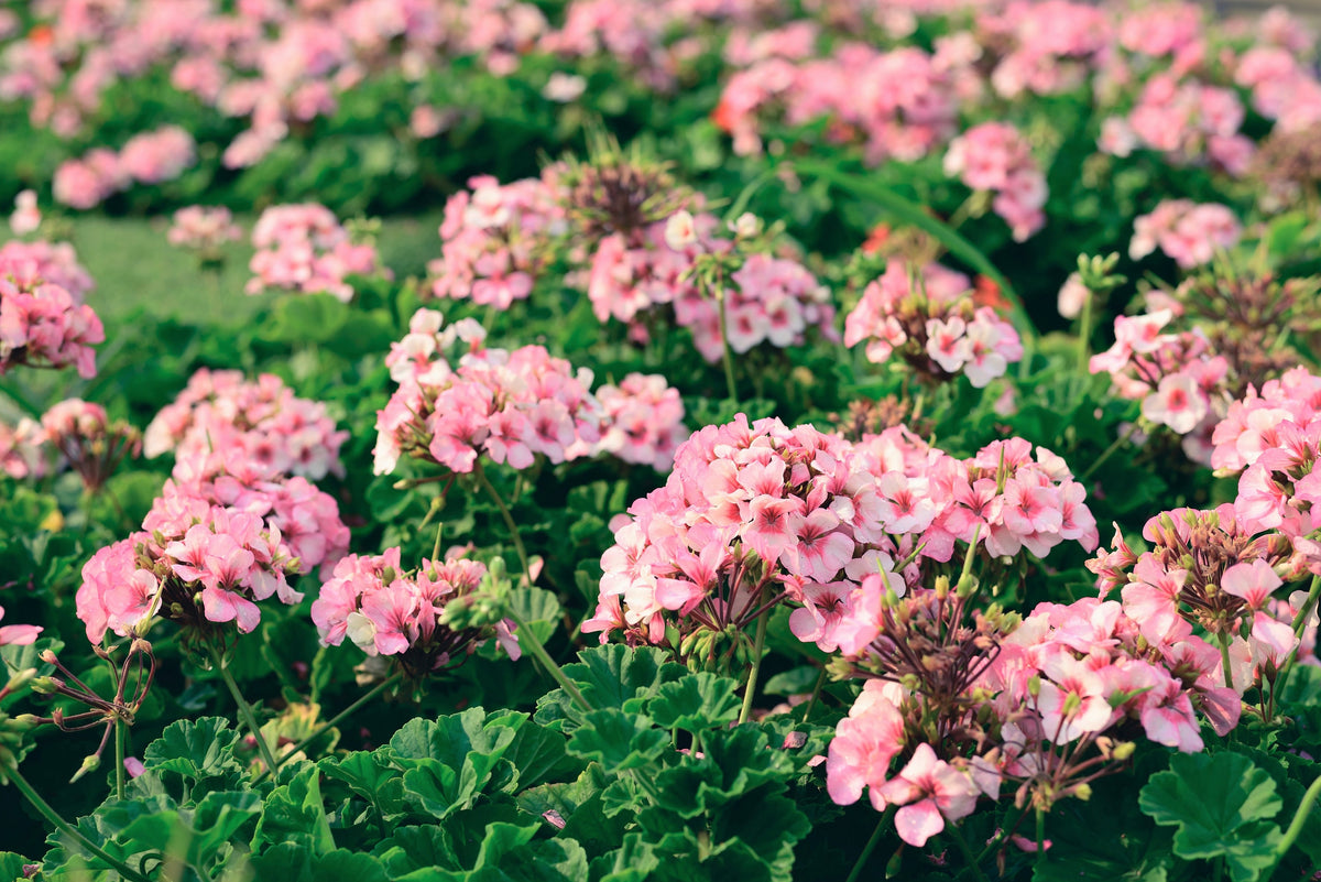 Color Mix Geranium Roots 10 MIXED COLORS GERANIUM Pelargonium Zonale Pink, Purple, White, Red ...