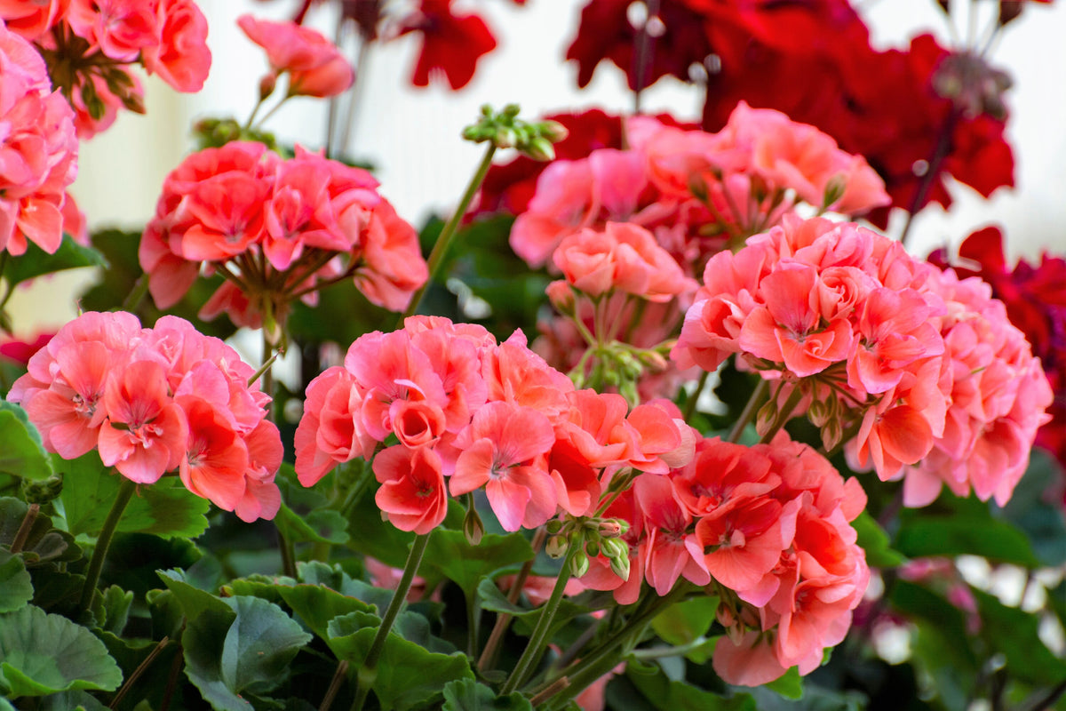 10 MIXED COLORS GERANIUM Pelargonium Zonale Pink, Purple, White, Red ...