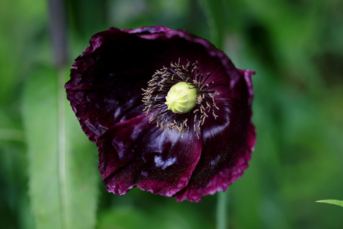 250 Organic AFTER MIDNIGHT POPPY Darkest Purple Almost Black Papaver Somniferum Flower Seeds