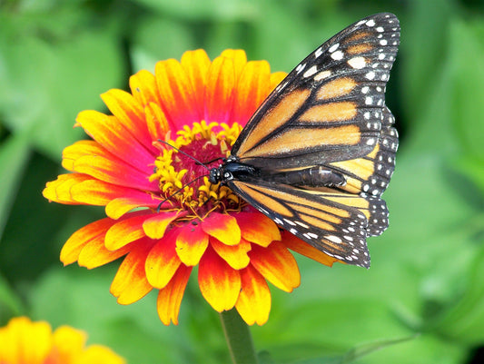 50 SOMBRERO ZINNIA Elegans Mexican Zinnia Haageana Orange Red Yellow Bicolor Flower Seeds