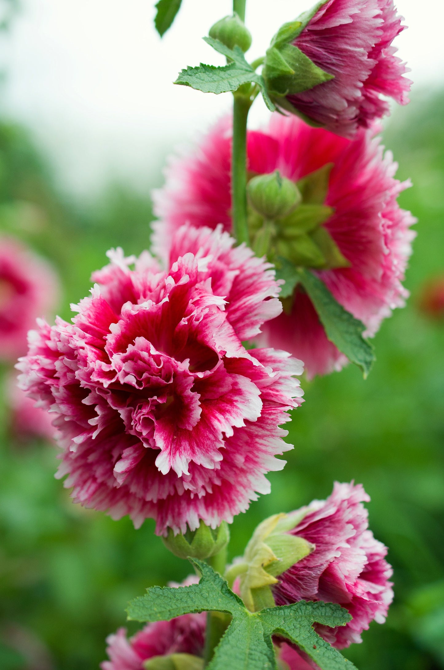 50 SUMMER CARNIVAL HOLLYHOCK Double Mixed Colors Red Pink White Yellow Peach Alcea Rosea Flower Seeds