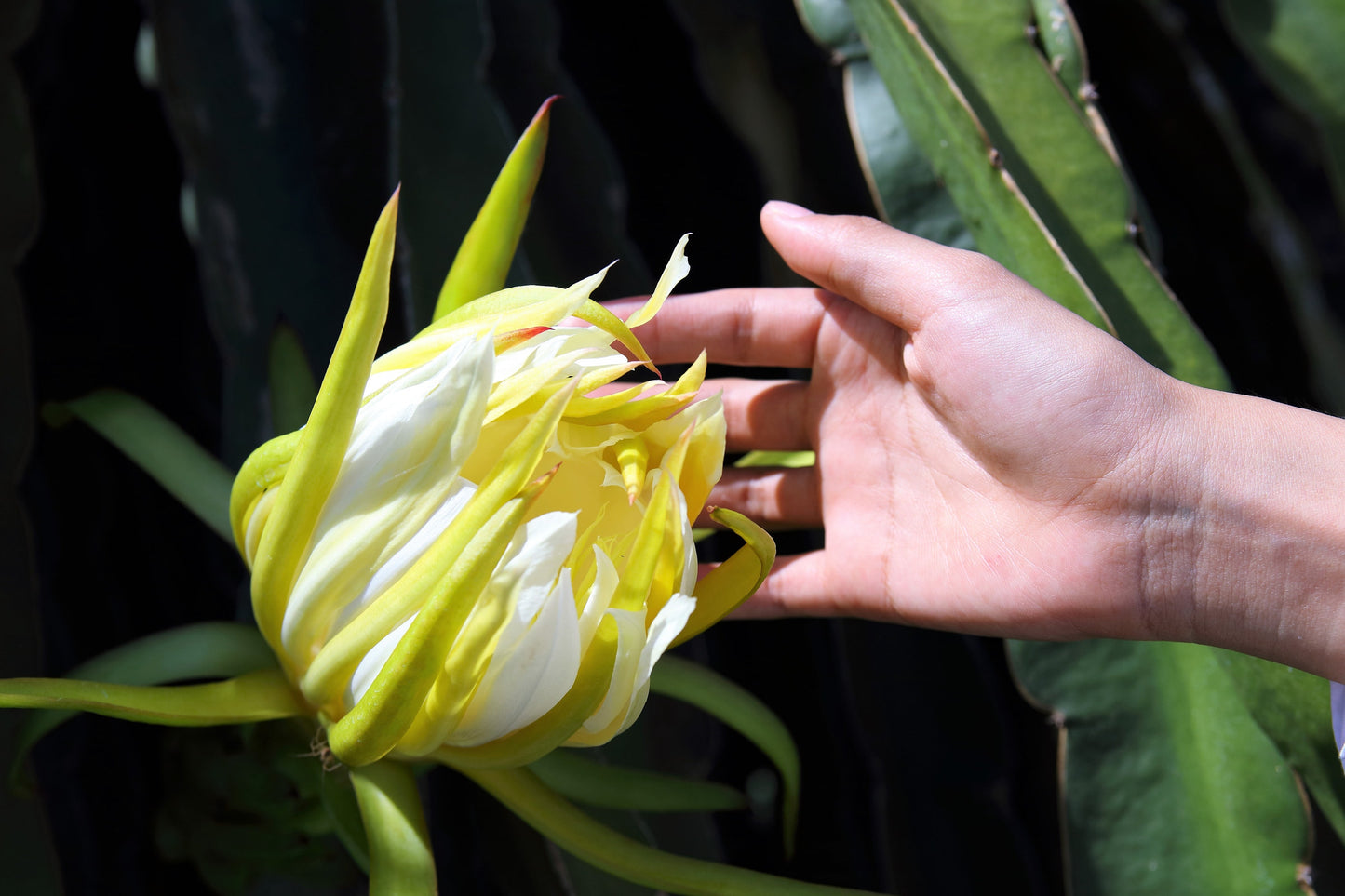 20 YELLOW DRAGON FRUIT ( Pitaya / Pitahaya / Strawberry Pear ) Hylocereus Megalanthus Cactus White Flower Seeds