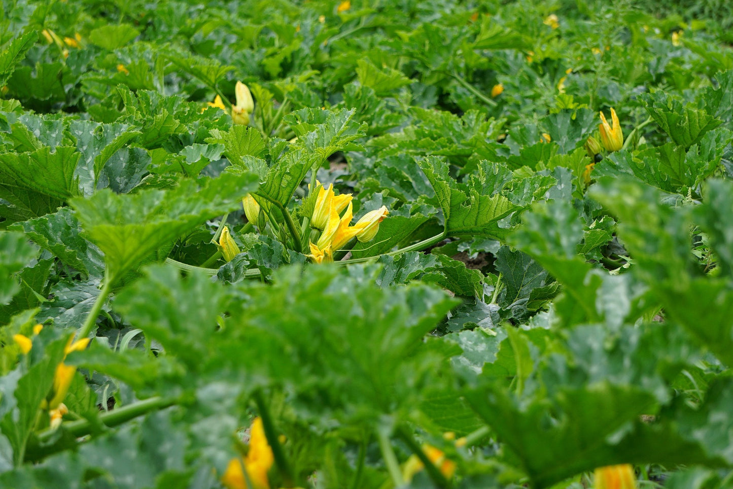 50 GOLDEN ZUCCHINI Heirloom Summer Bush Squash Cucurbita Pepo Yellow Vegetable Seeds
