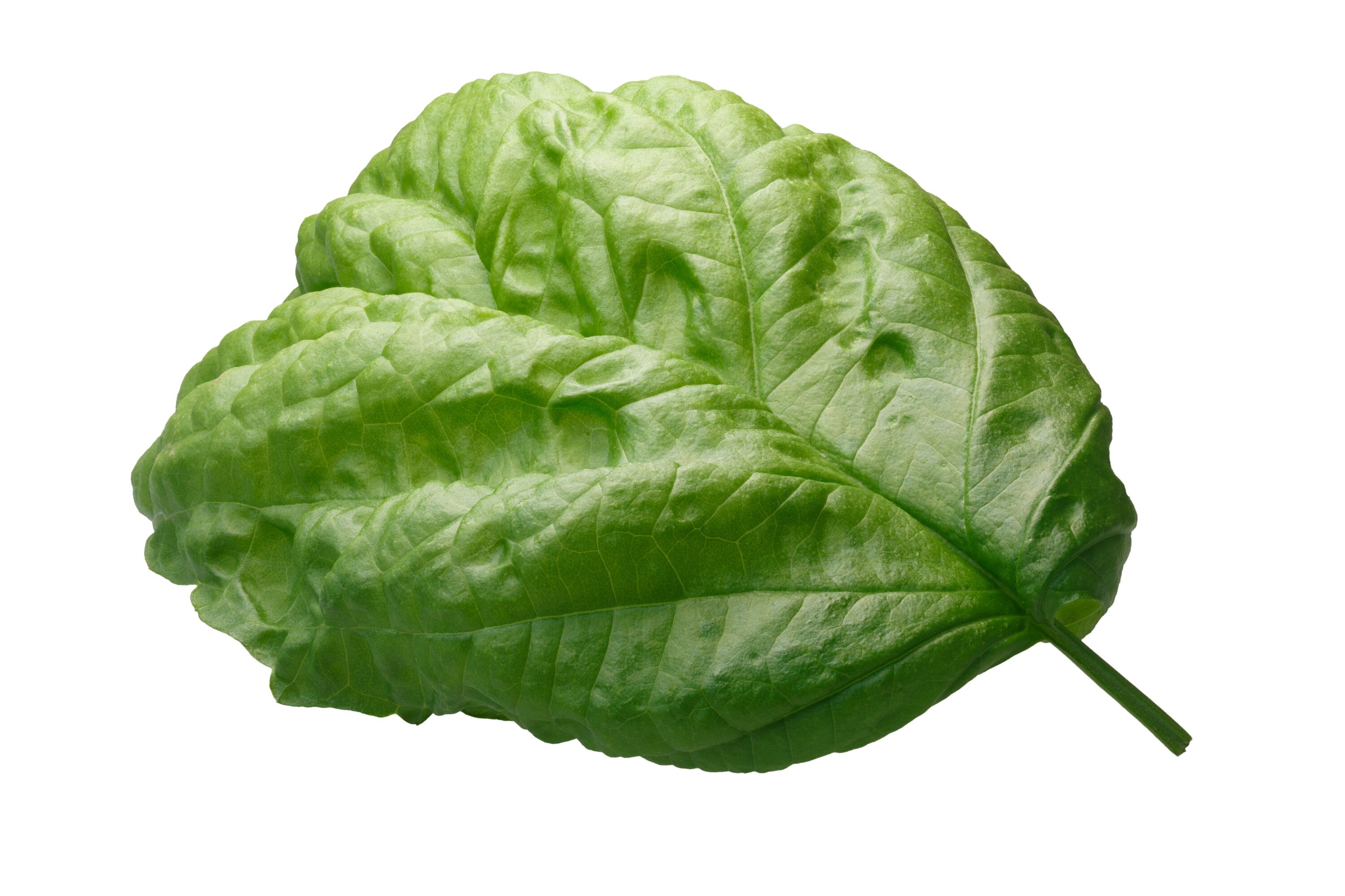 500 LETTUCE LEAF BASIL Ocimum Basilicum Huge Leaves Herb Seeds