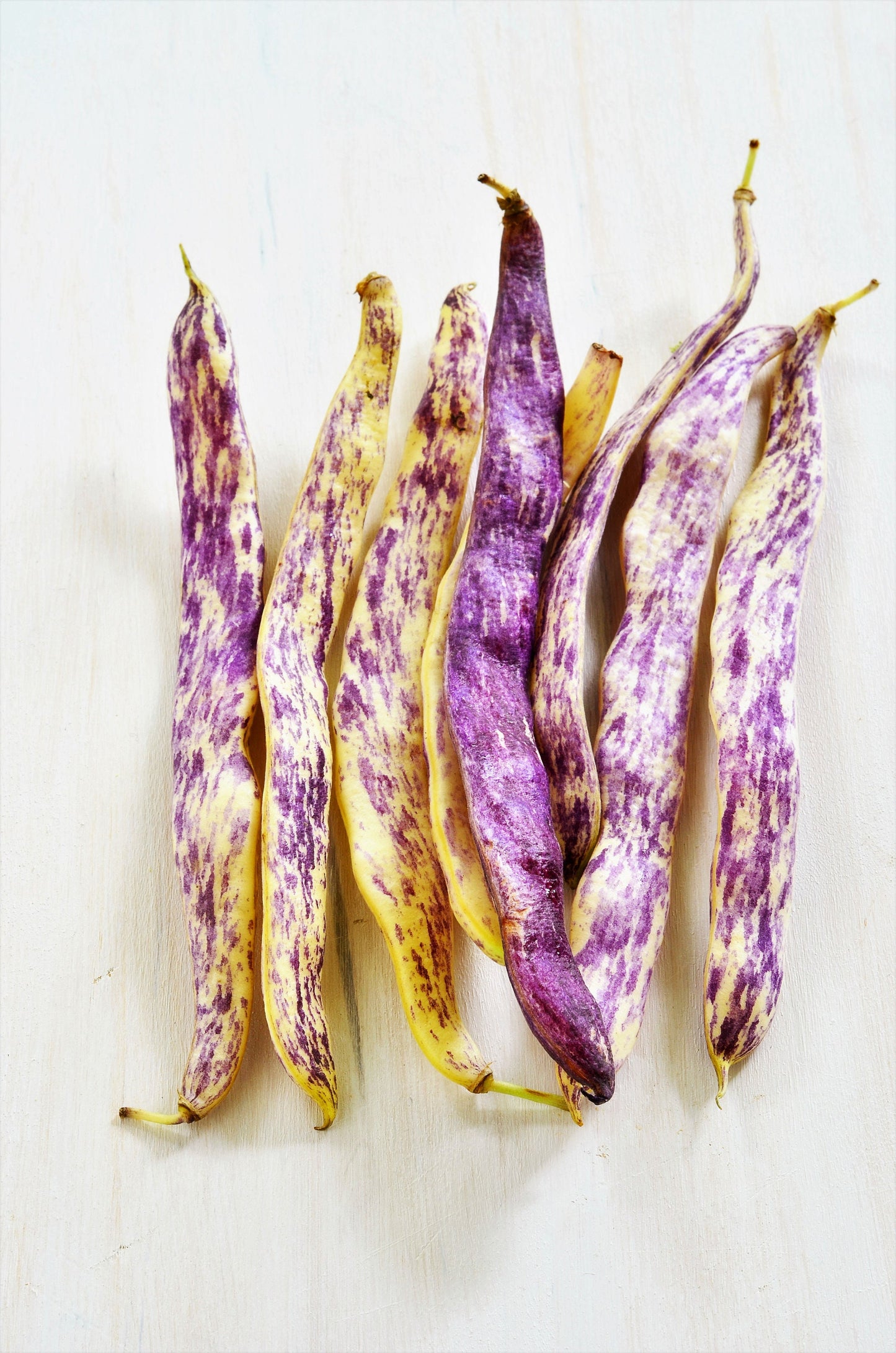 50 DRAGON TONGUE Wax BEAN Yellow & Purple Dragon's Tongue Phaseolus Vulgaris Legume Vegetable Seeds