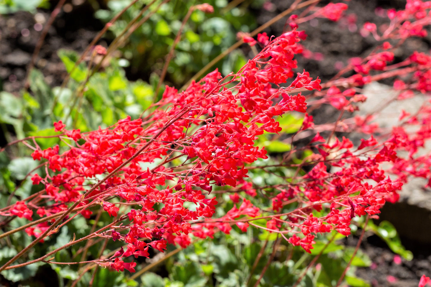 100 Red HEUCHERA SPLENDENS Coral Bells Heuchera Sanguinea Sanguineum Shade Flower Seeds