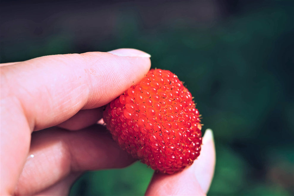 20 AUSTRALIAN RASPBERRY aka Queensland & Atherton Raspberry Rubus Prob ...