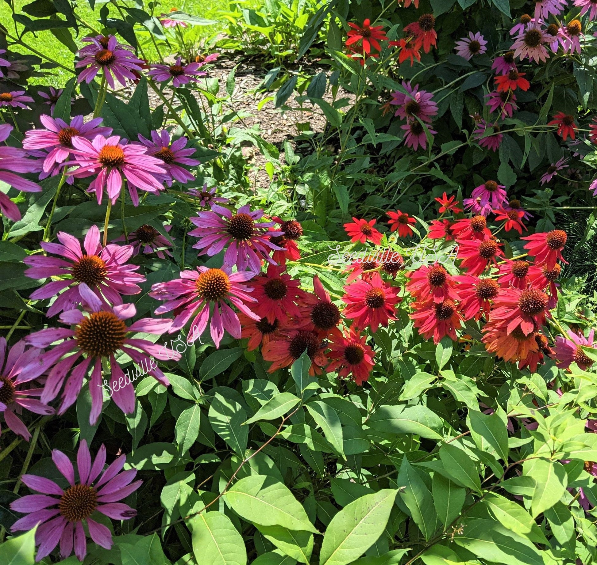 cheyenne spirit echinacea seeds 25 CHEYENNE SPIRIT CONEFLOWER Echinacea Orange Red Yellow Purple Pink – Seedville USA