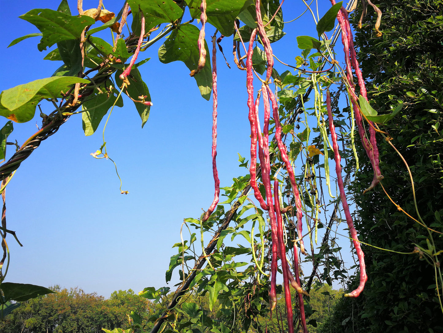 100 RED RIPPER COWPEA Cow Pea Southern Pea Vigna Unguiculata Legume Bean Vegetable Seeds