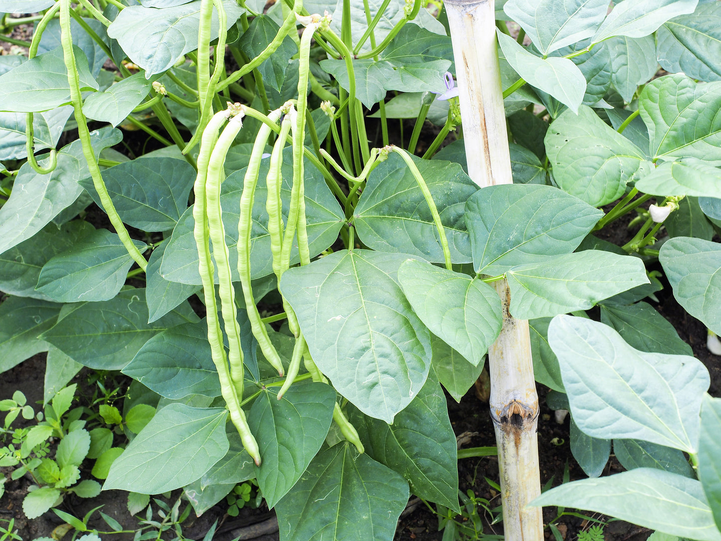 100 LADY COWPEA Cow Pea Southern Pea Vigna Unguiculata Legume White Lady Finger Bean Vegetable Seeds