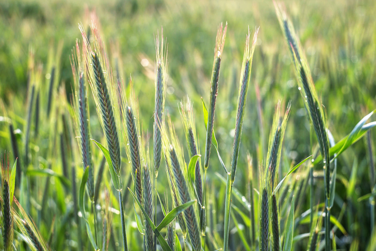 Aroostook Rye 350 AROOSTOOK RYE Secale Cereale Cereal Grain Hardy Winter Cover Crop ...
