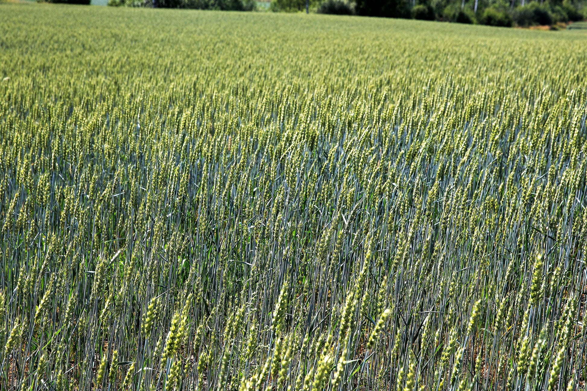 350 AROOSTOOK RYE Secale Cereale Cereal Grain Hardy Winter Cover Crop ...