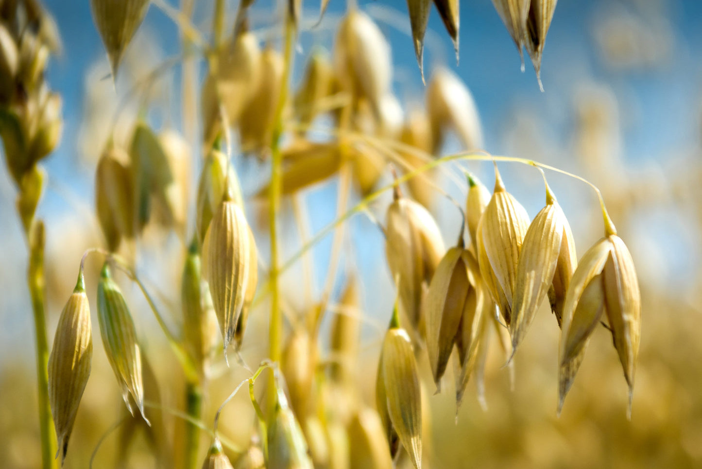 250 Certified ARMOR OAT Oats Avena Sativa Cereal Grain Seeds