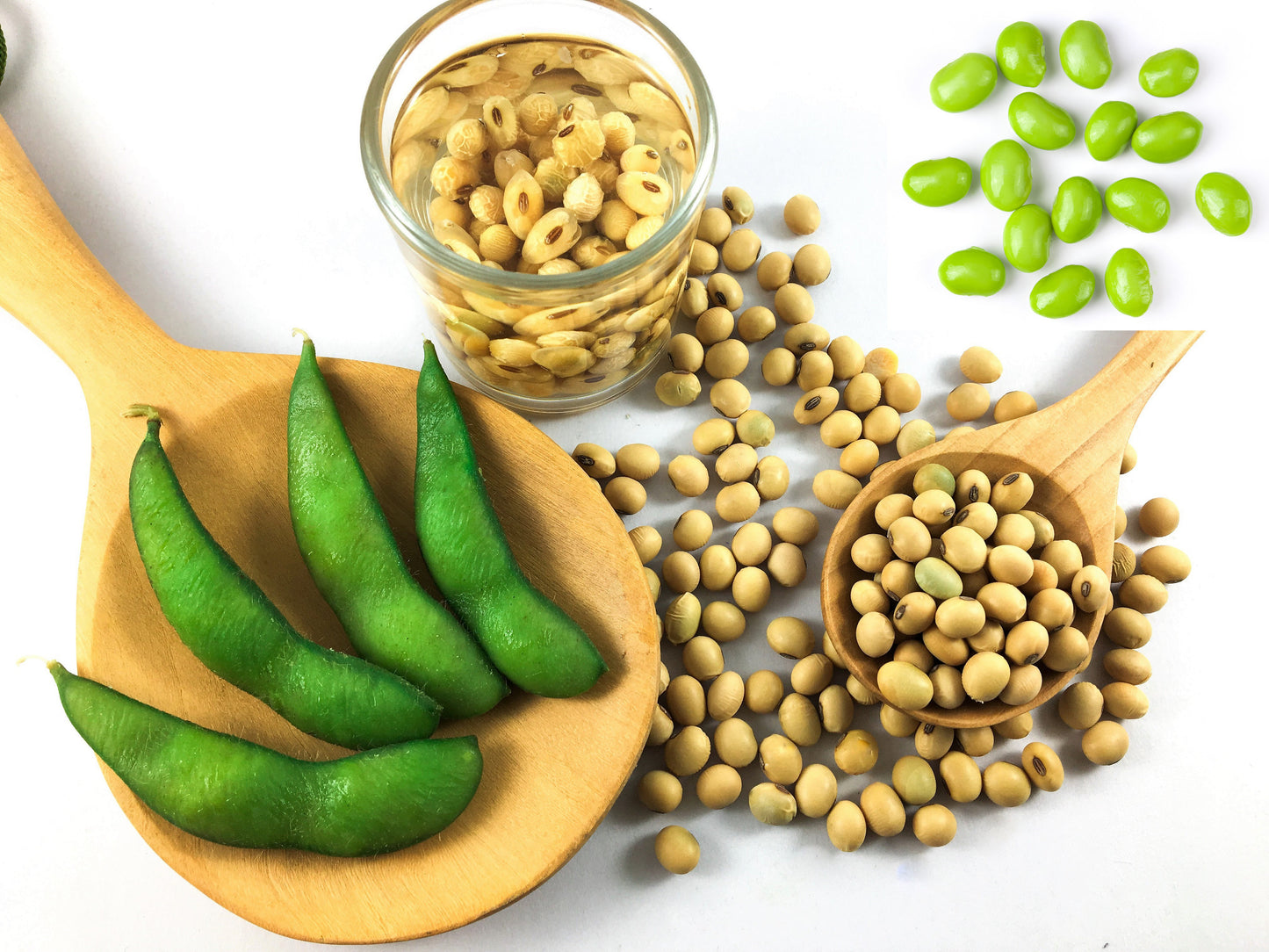 20 Organic MIDORI GIANT SOYBEAN Edamame Glycine Max Green Bean Legume Vegetable Seeds