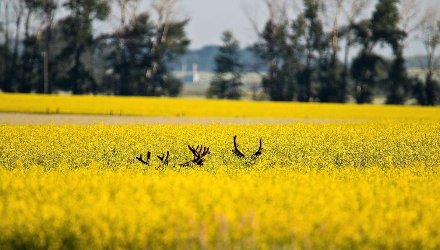 1000 ' WICHITA ' Winter CANOLA Brassica Napus Rape Oilseed Cover Crop Seeds