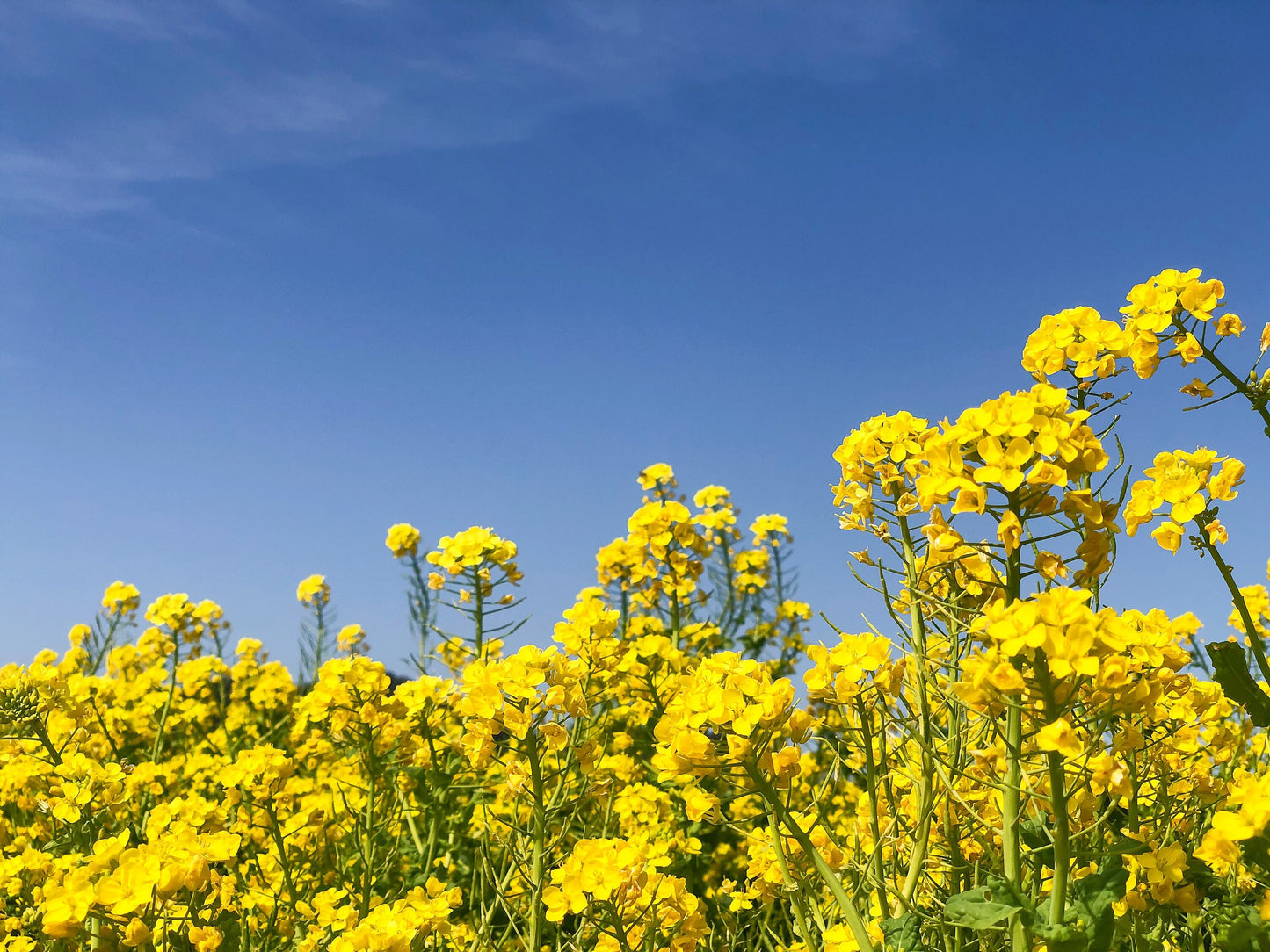 1000 ' WICHITA ' Winter CANOLA Brassica Napus Rape Oilseed Cover Crop Seeds